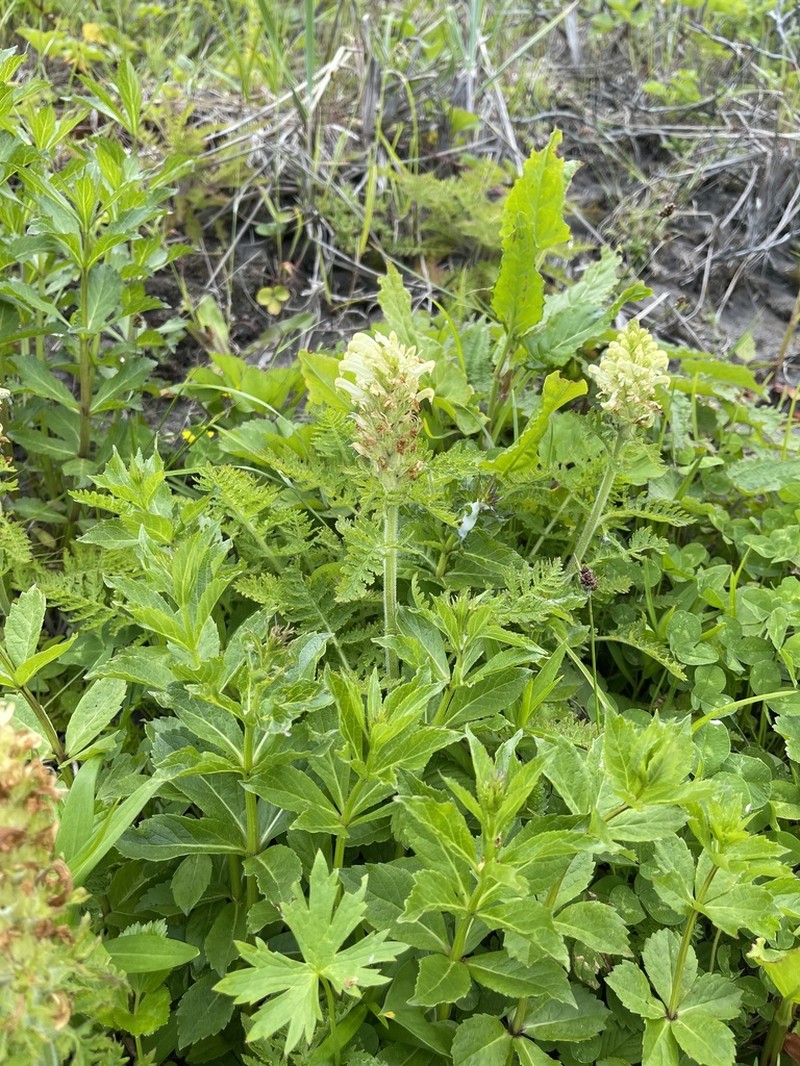 Pedicularis schistostegia photo 7