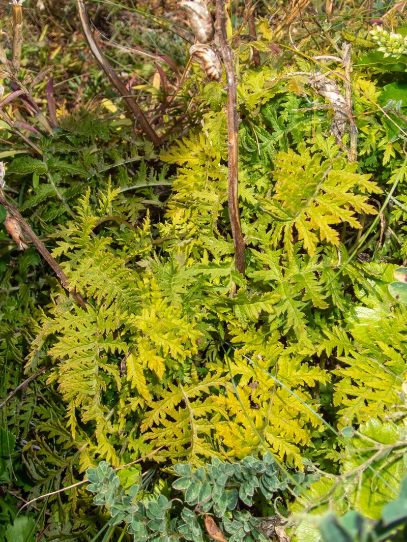 Pedicularis schistostegia photo 8