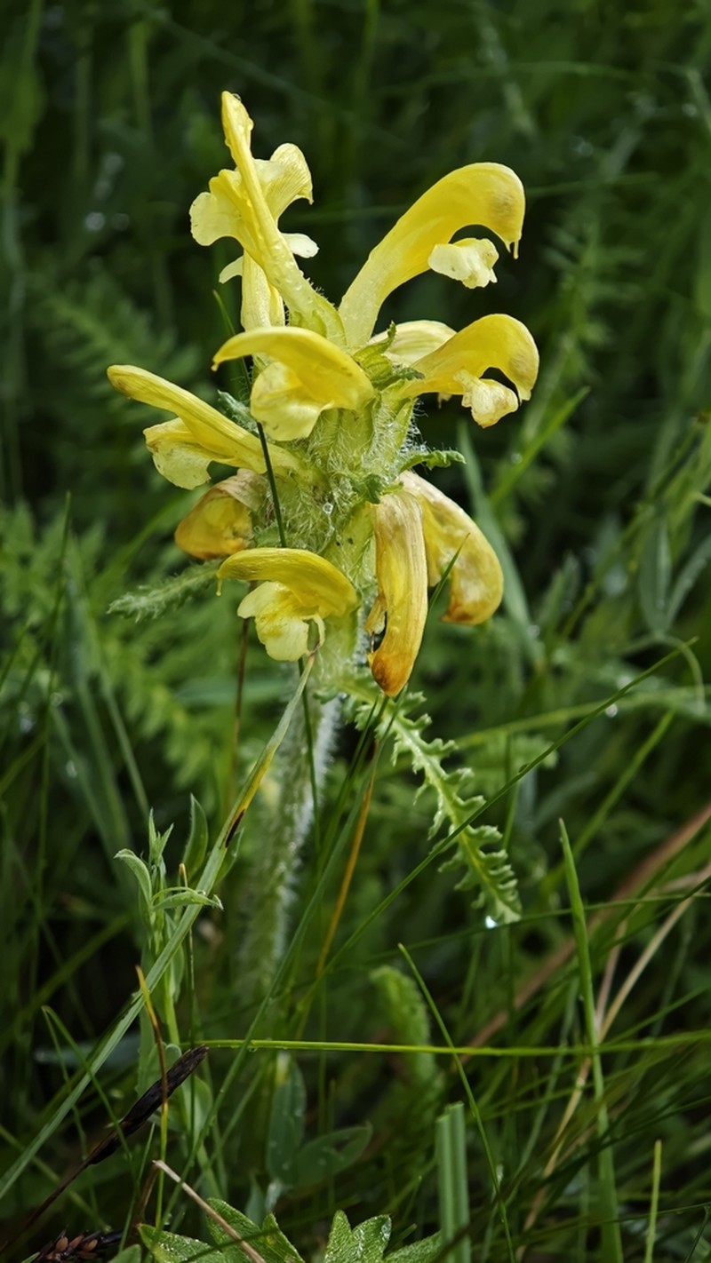 Pedicularis schizocalyx