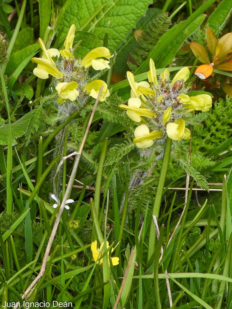 Pedicularis schizocalyx photo 2