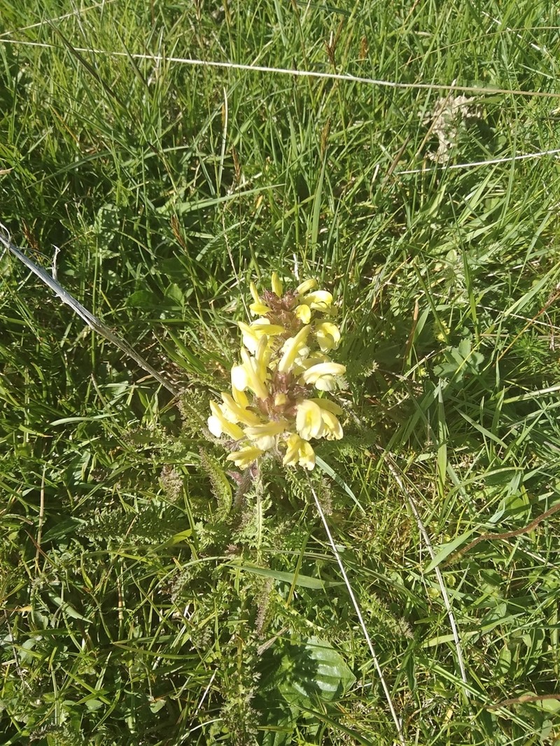 Pedicularis schizocalyx photo 3