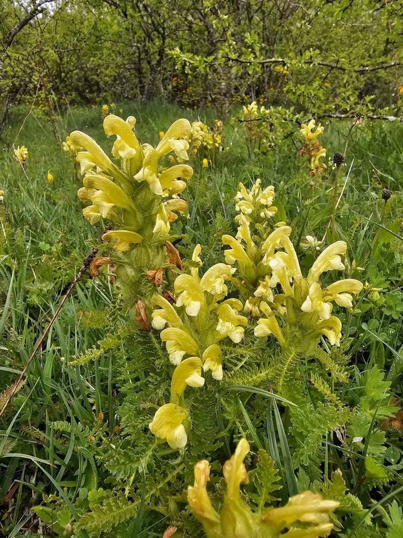 Pedicularis schizocalyx photo 4