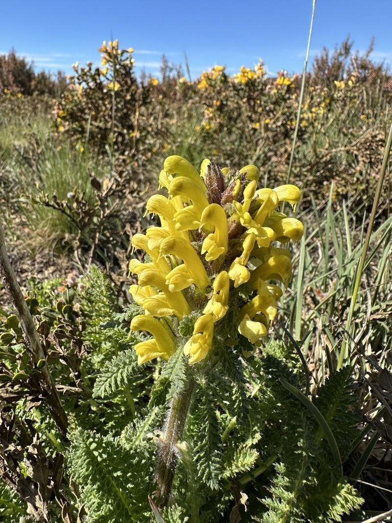 Pedicularis schizocalyx photo 5