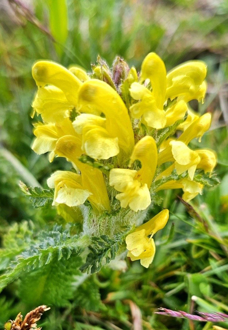Pedicularis schizocalyx photo 6