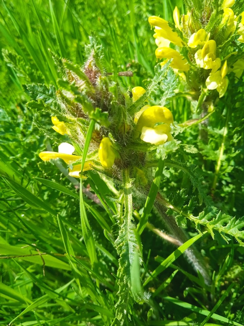 Pedicularis schizocalyx photo 7