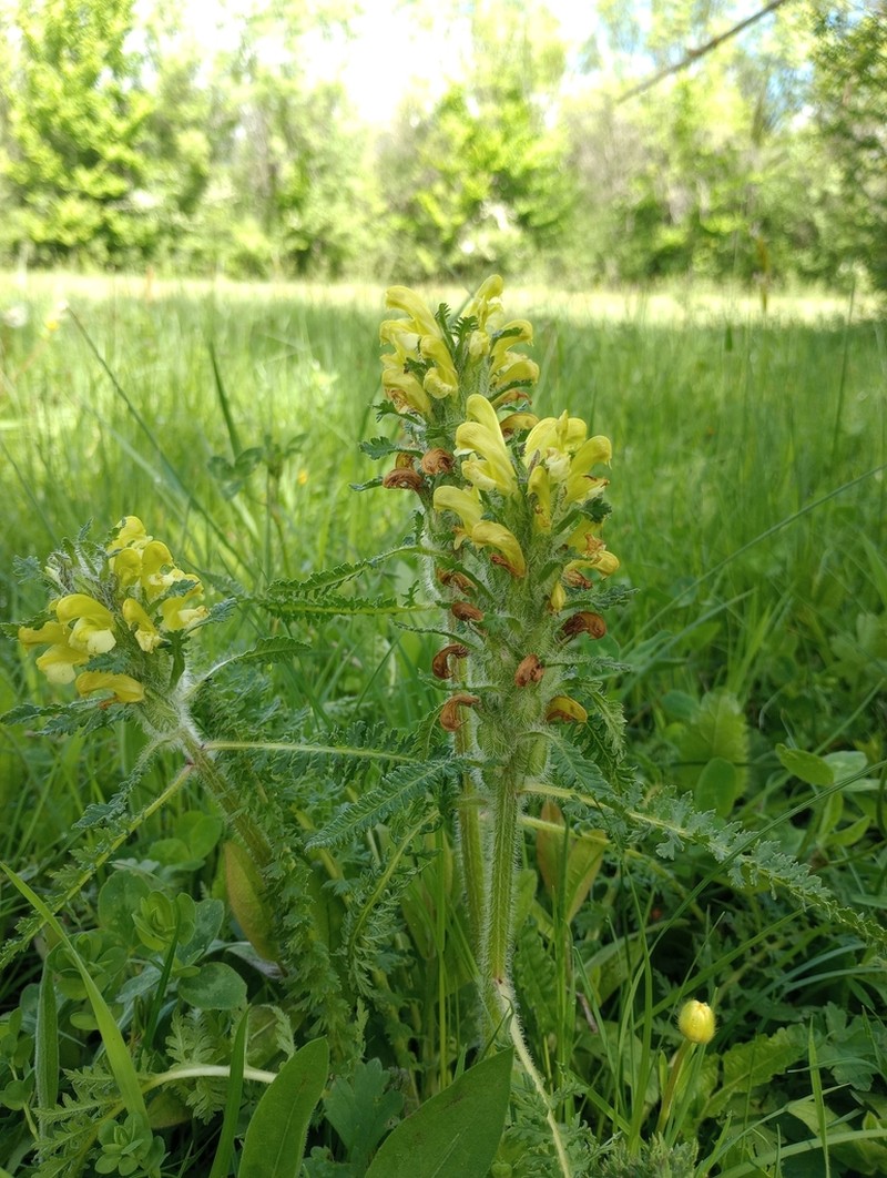 Pedicularis schizocalyx photo 8