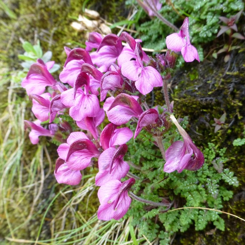 Pedicularis schizorrhyncha