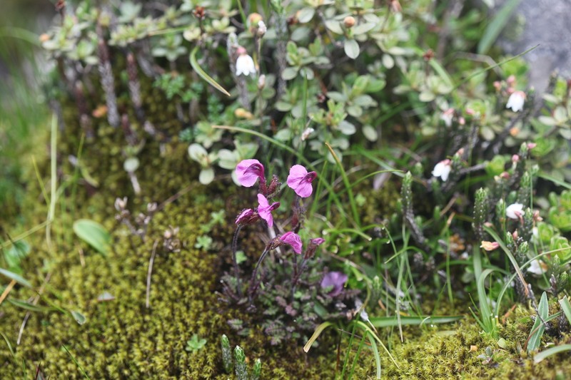 Pedicularis schizorrhyncha photo 3
