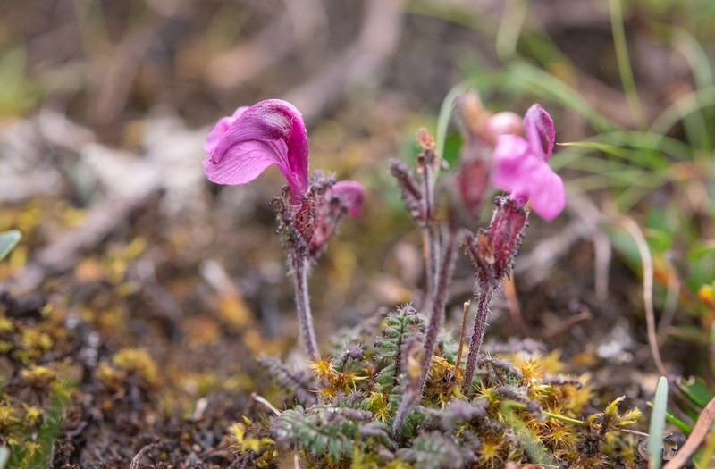 Pedicularis schizorrhyncha photo 5
