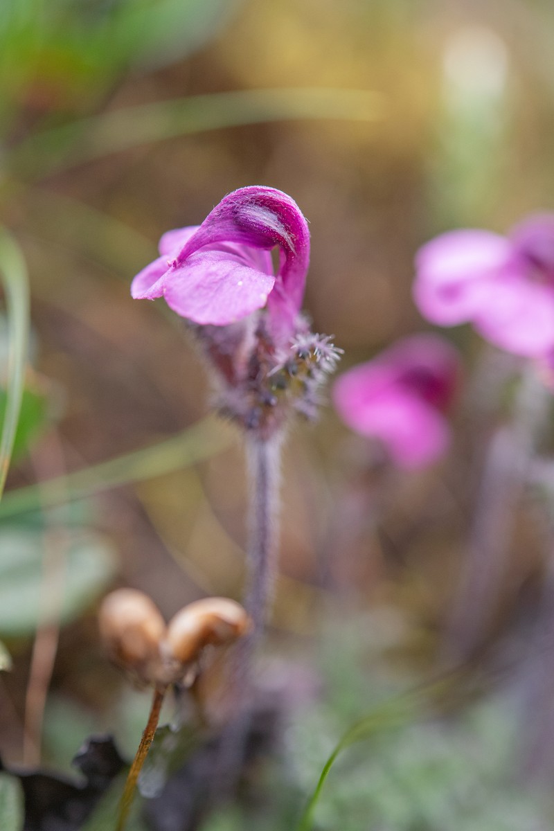 Pedicularis schizorrhyncha photo 6