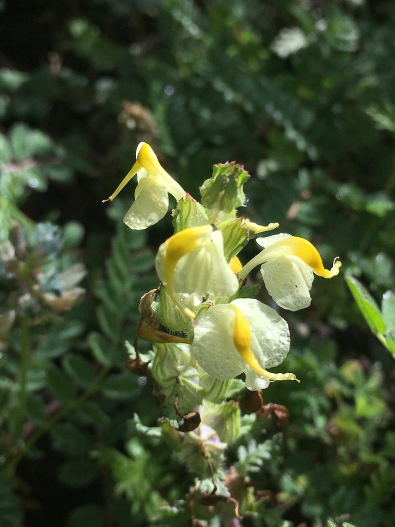 Pedicularis scolopax photo 2