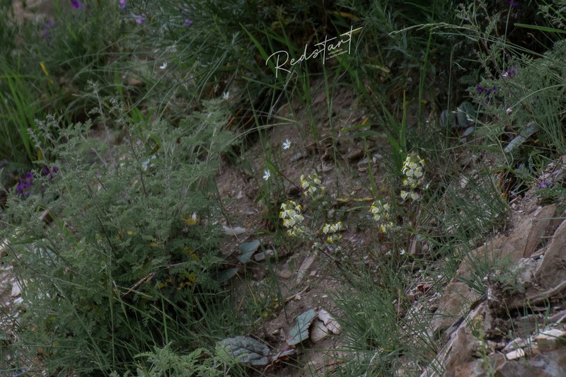 Pedicularis scolopax photo 3