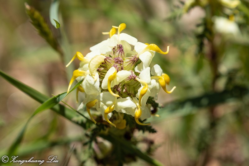 Pedicularis scolopax photo 4