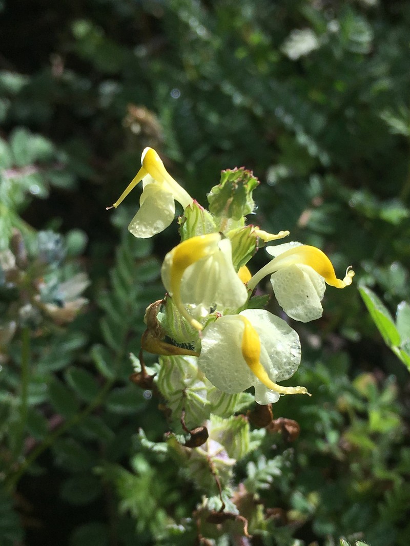 Pedicularis scolopax photo 6
