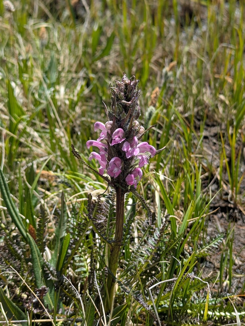 Pedicularis scopulorum