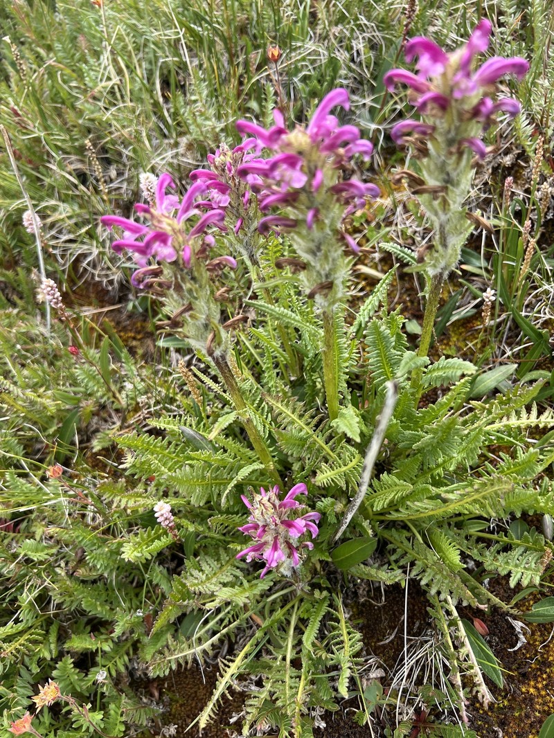 Pedicularis scopulorum photo 2