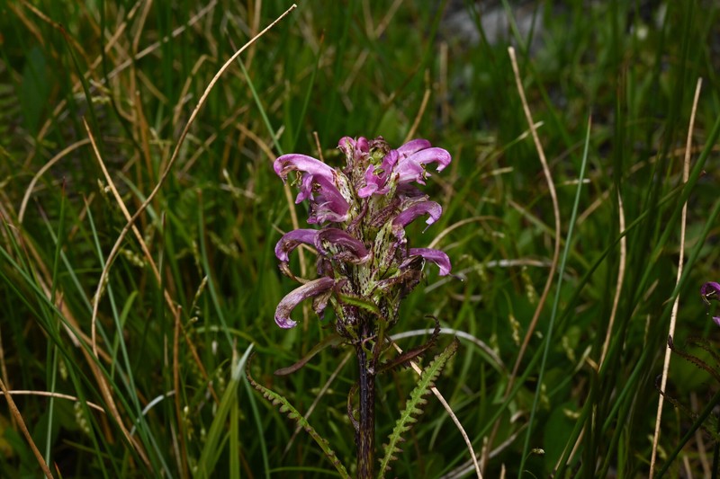 Pedicularis scopulorum photo 3