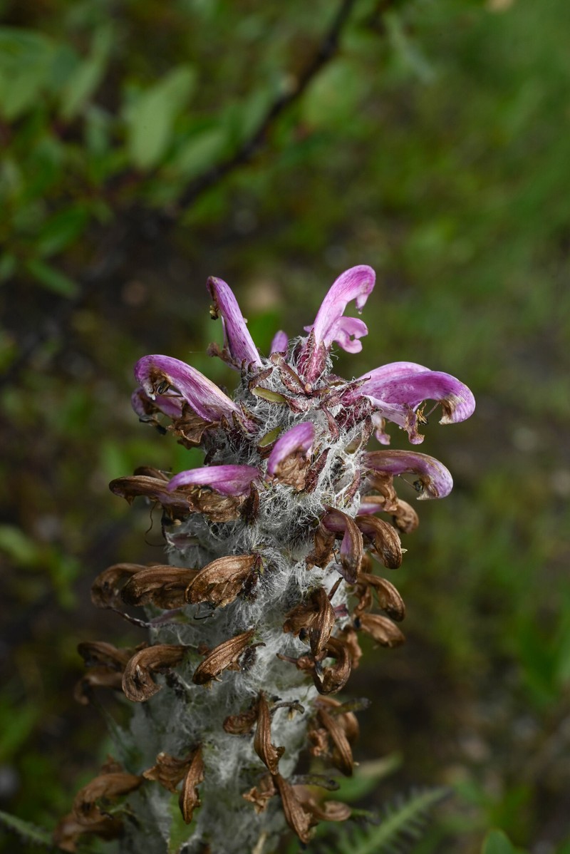 Pedicularis scopulorum photo 4