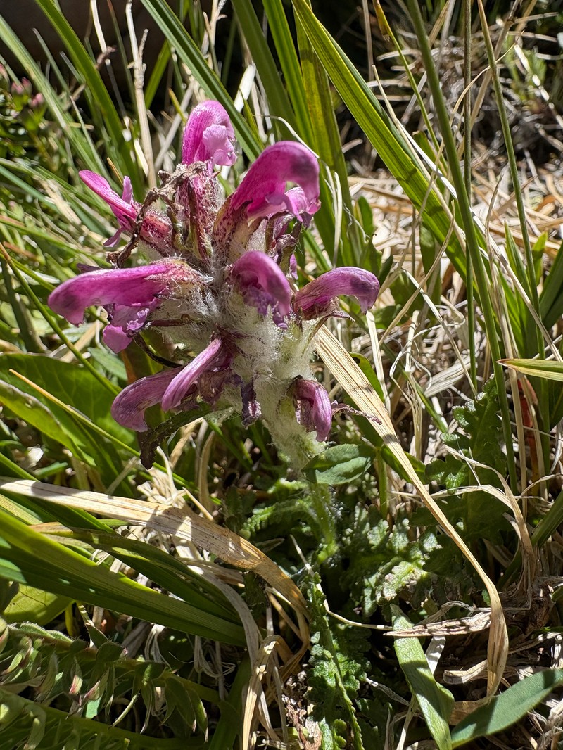 Pedicularis scopulorum photo 5