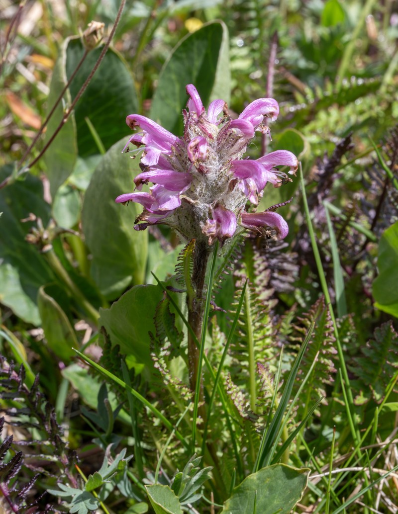 Pedicularis scopulorum photo 6