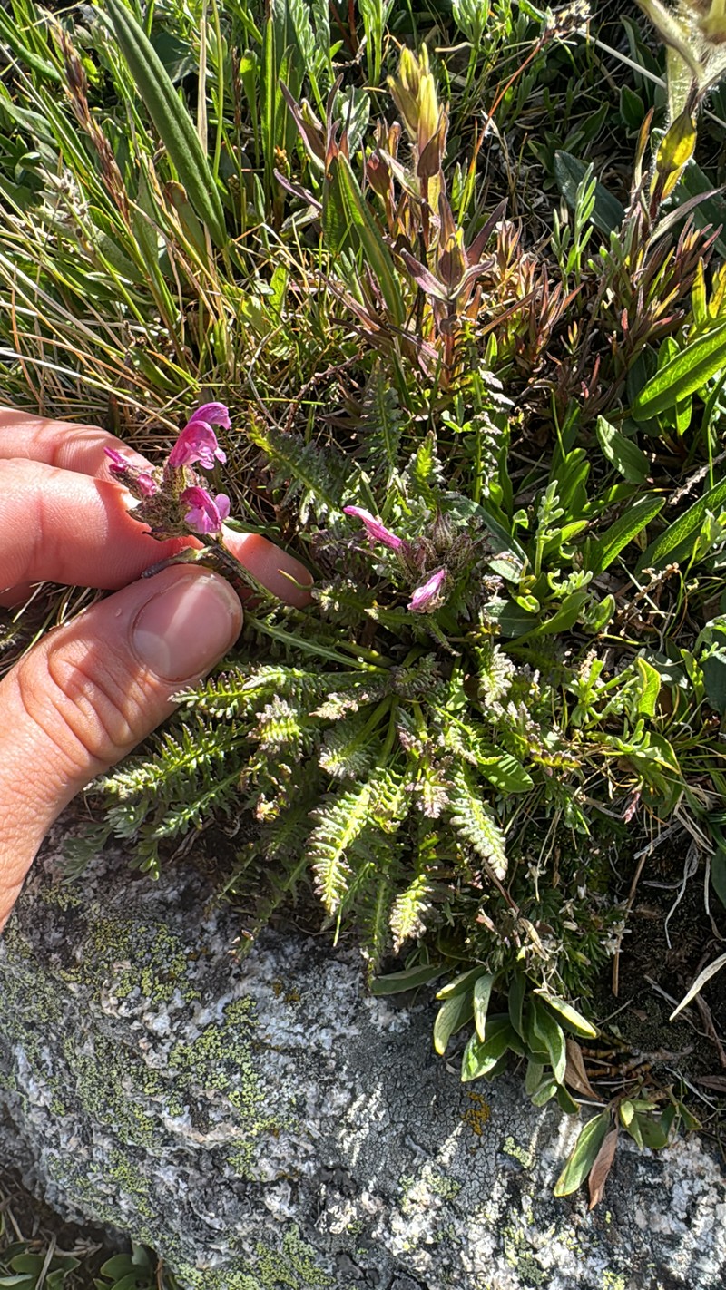 Pedicularis scopulorum photo 8
