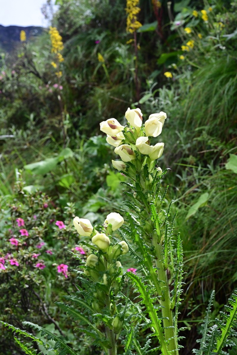 Pedicularis scullyana