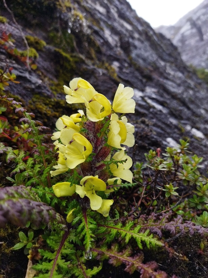 Pedicularis scullyana photo 2