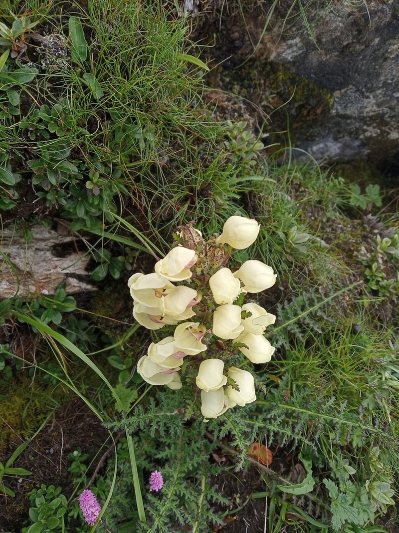 Pedicularis scullyana photo 3