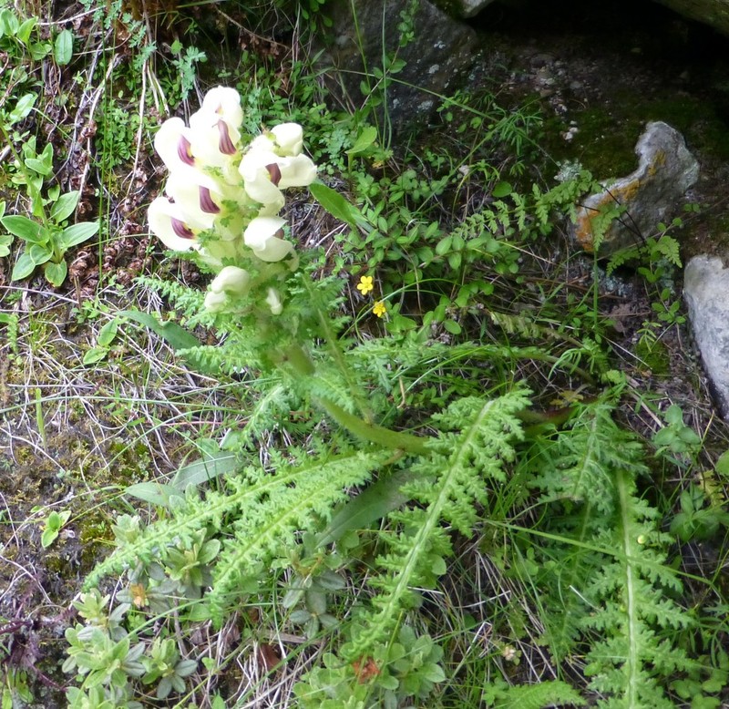 Pedicularis scullyana photo 4