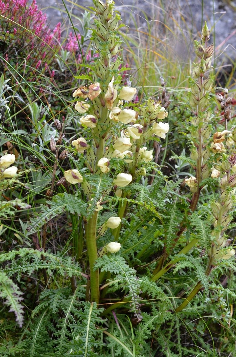 Pedicularis scullyana photo 5