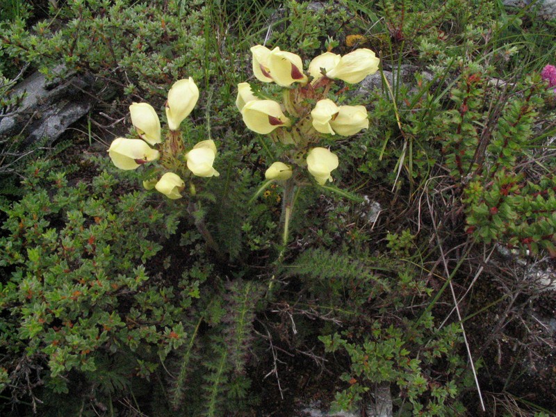 Pedicularis scullyana photo 6