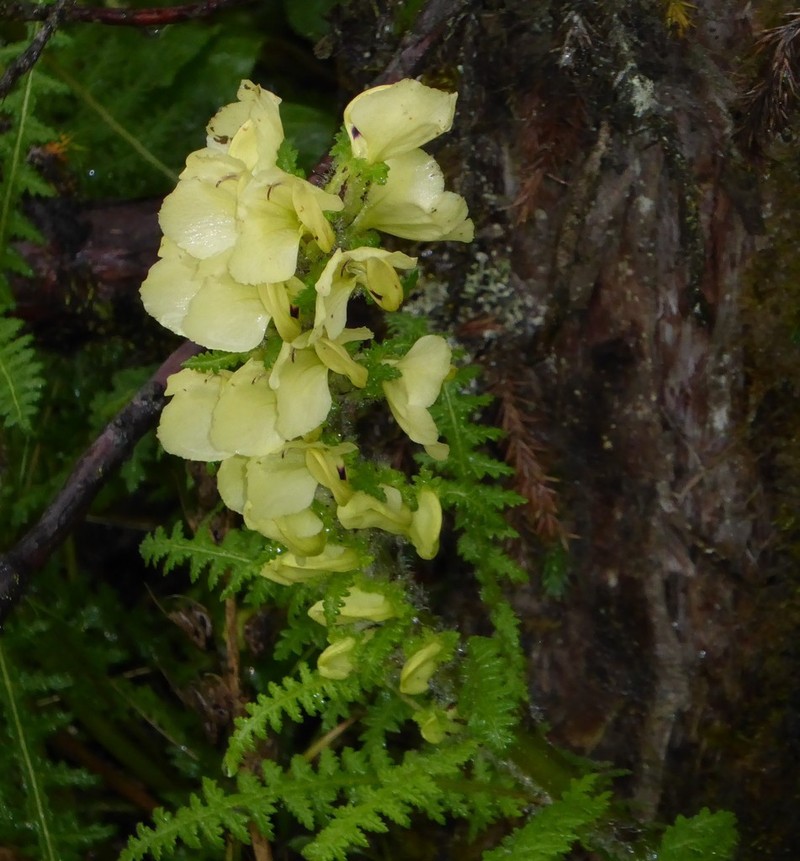 Pedicularis scullyana photo 7