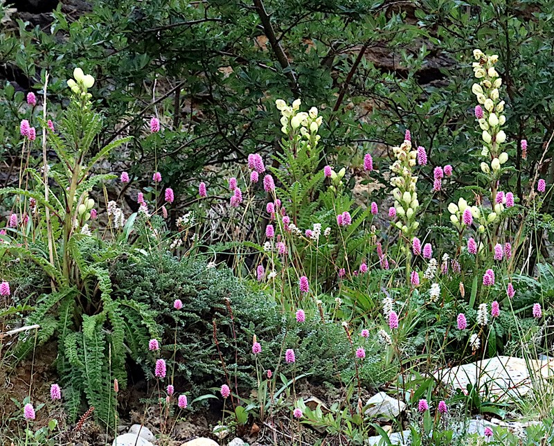 Pedicularis scullyana photo 8