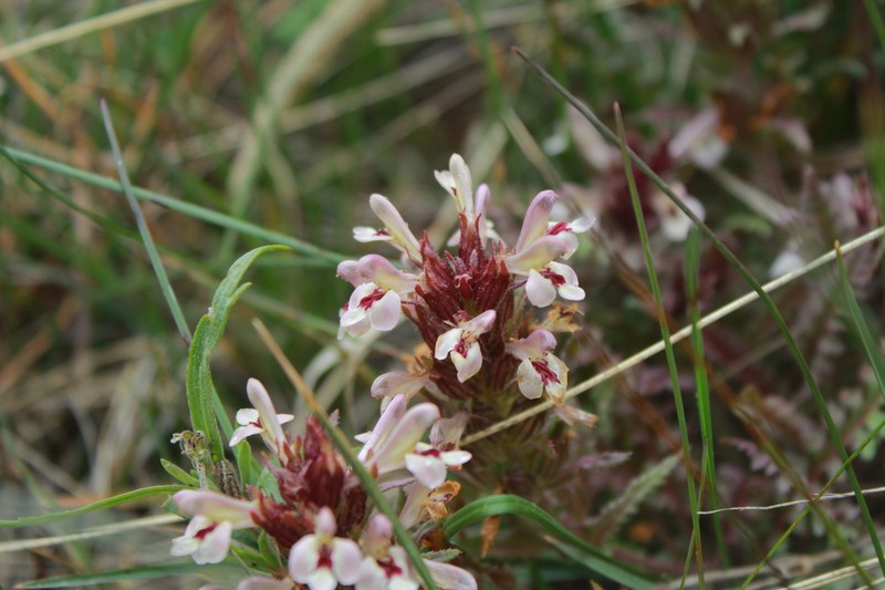 Pedicularis semenowii photo 2