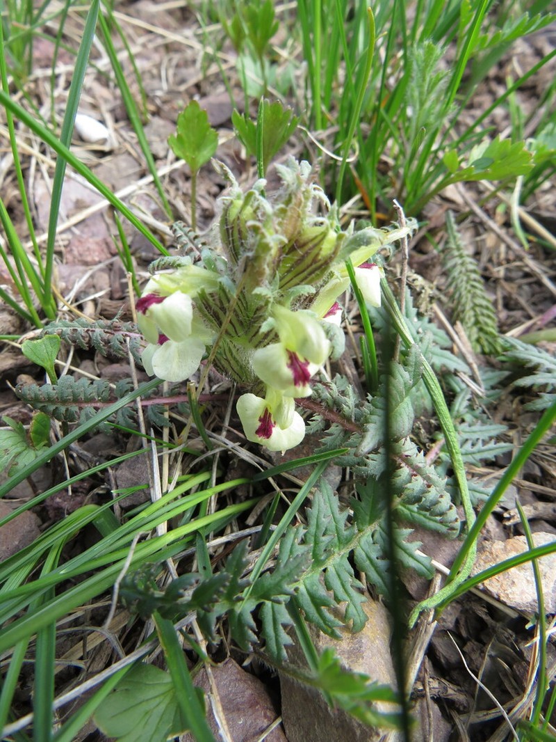 Pedicularis semenowii photo 3