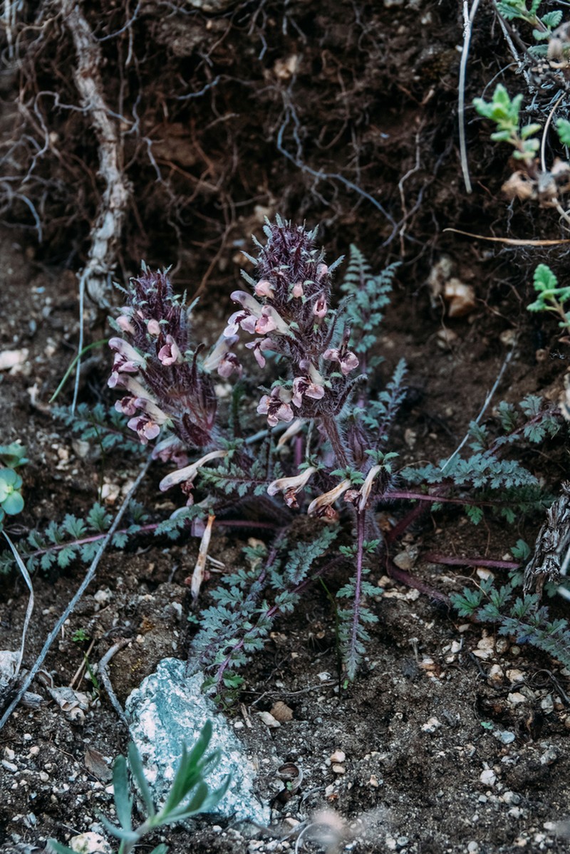 Pedicularis semenowii photo 4