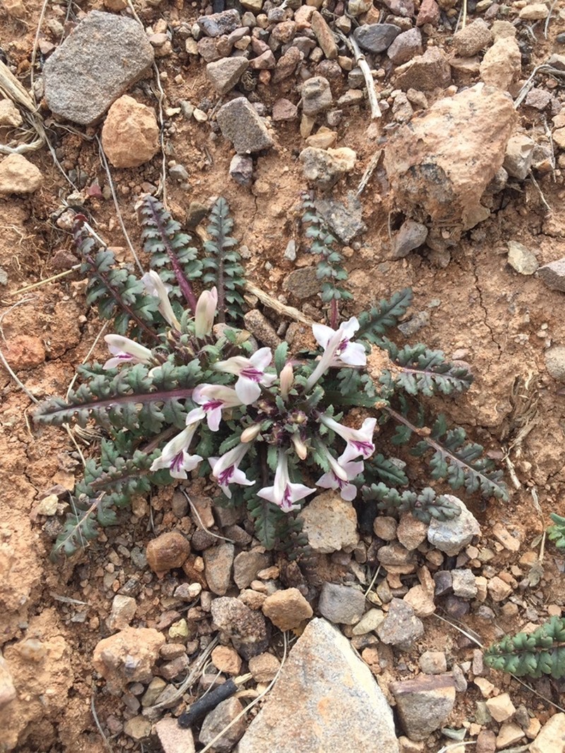 Pedicularis semenowii photo 5