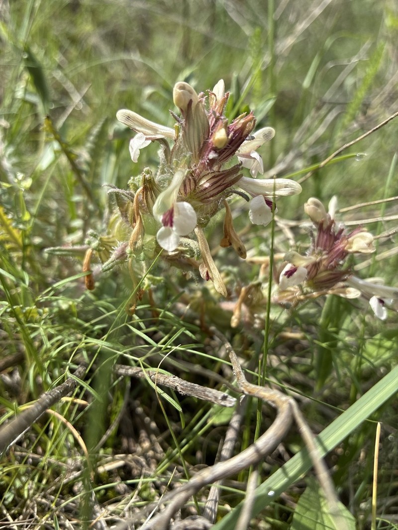 Pedicularis semenowii photo 6