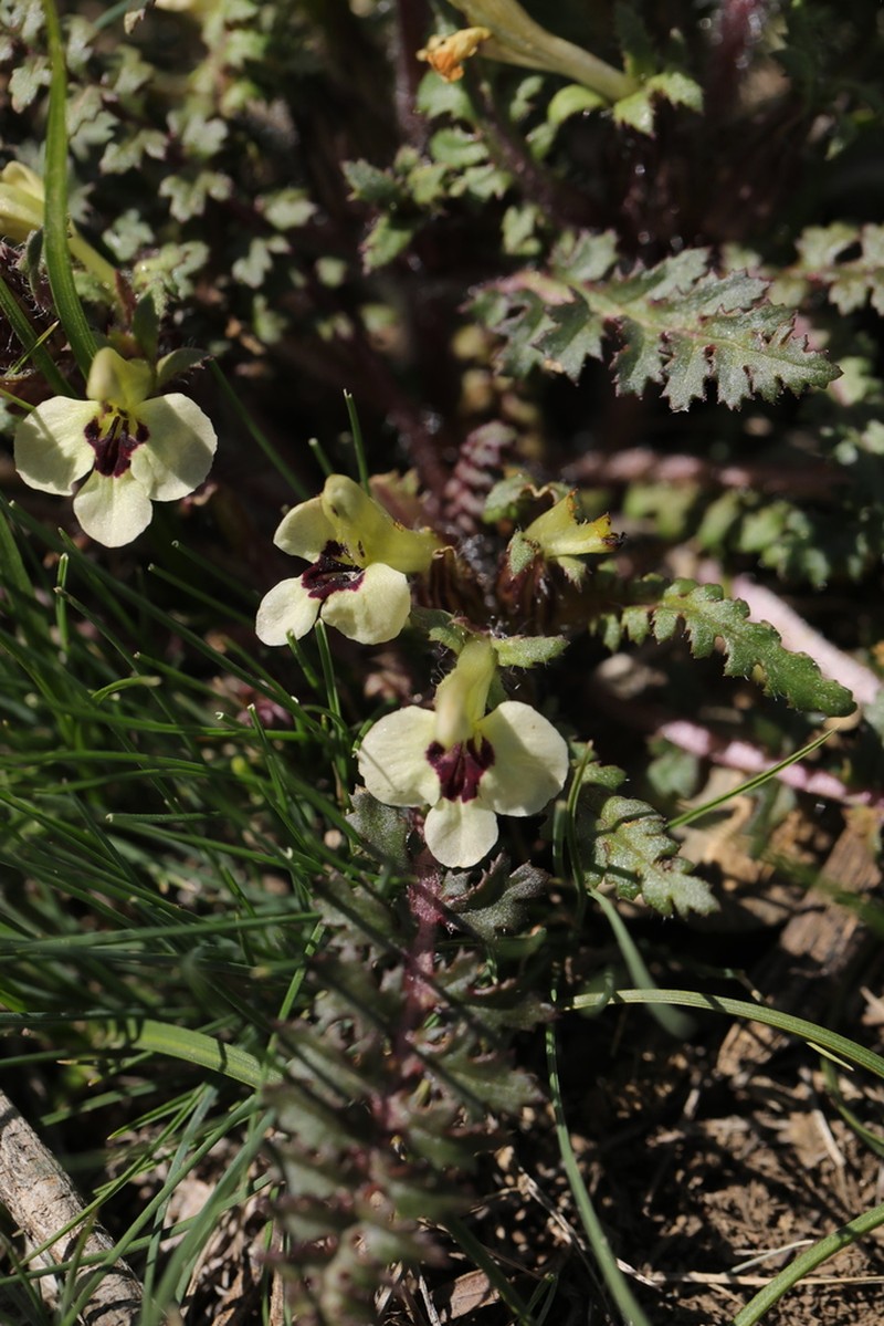 Pedicularis semenowii photo 7