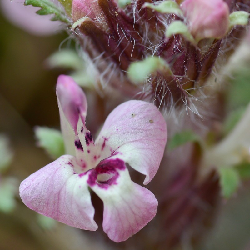 Pedicularis semenowii photo 8