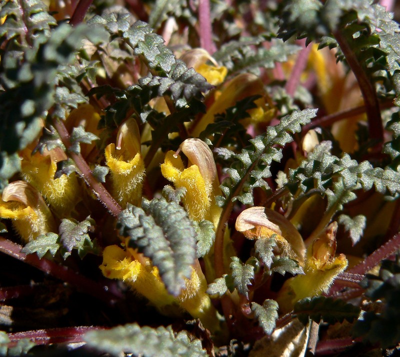 Pinewoods Lousewort