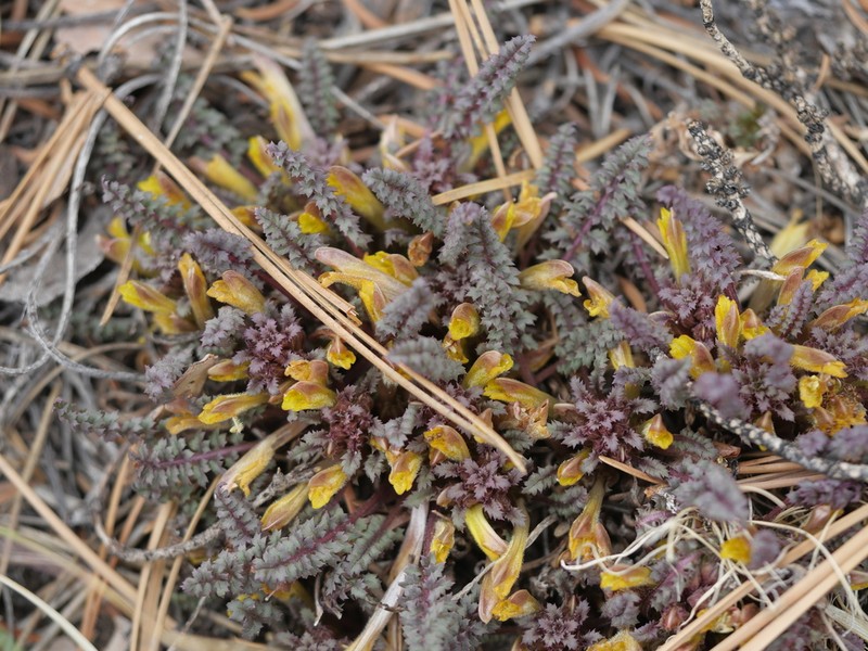 Pinewoods Lousewort photo 2