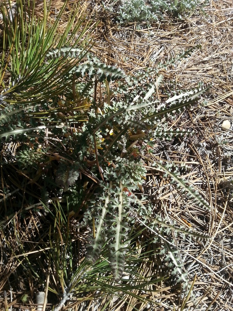 Pinewoods Lousewort photo 3