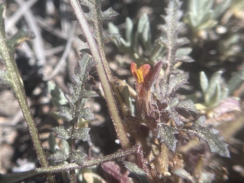 Pinewoods Lousewort photo 4