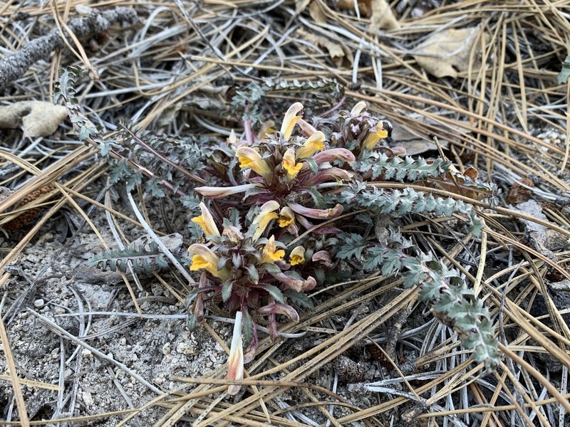 Pinewoods Lousewort photo 5