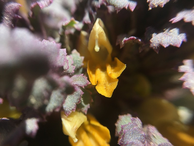 Pinewoods Lousewort photo 6