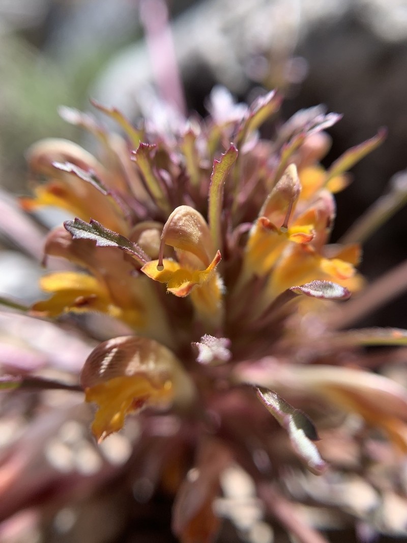 Pinewoods Lousewort photo 7