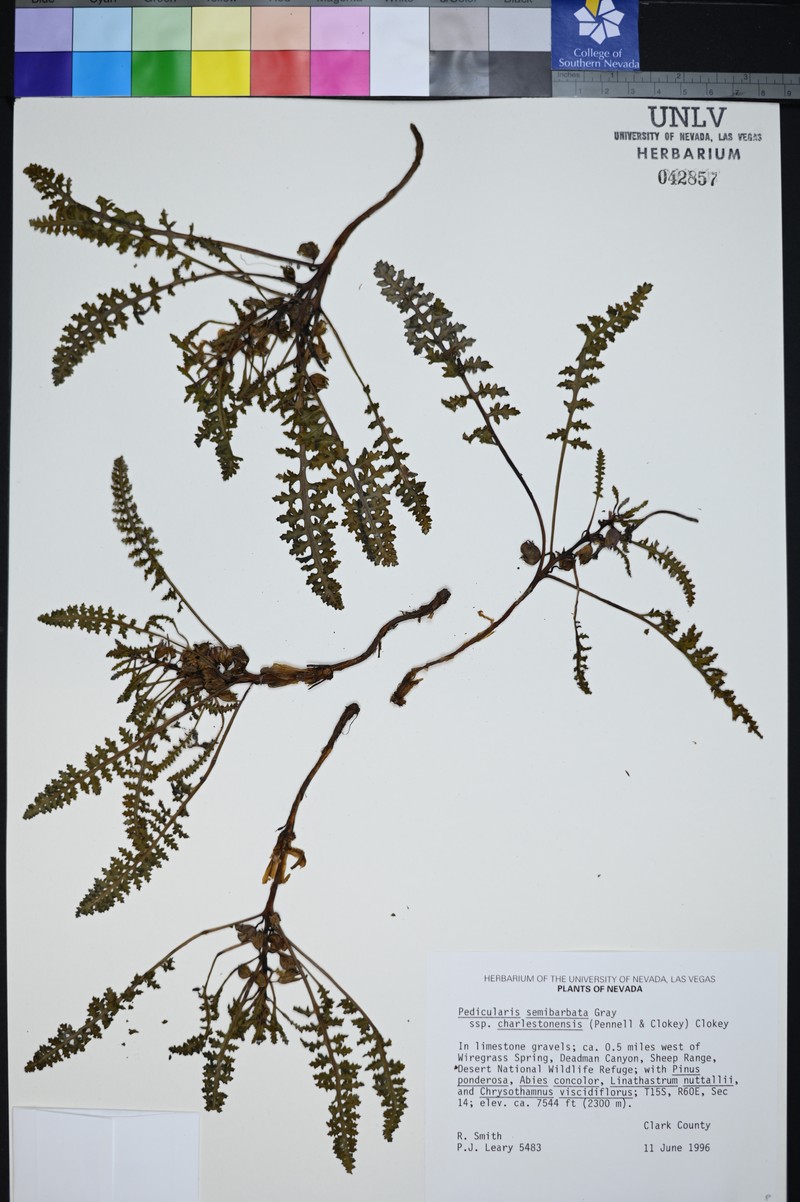 Pedicularis semibarbata subsp. charlestonensis