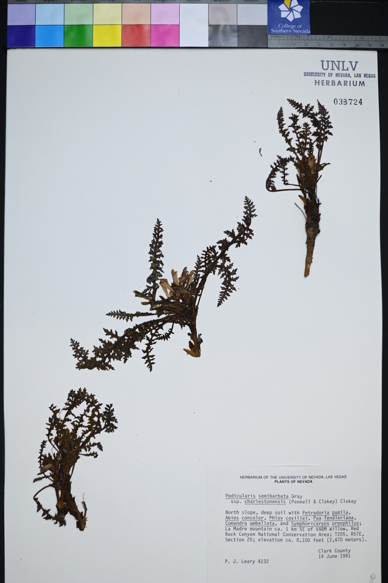 Pedicularis semibarbata subsp. charlestonensis photo 2