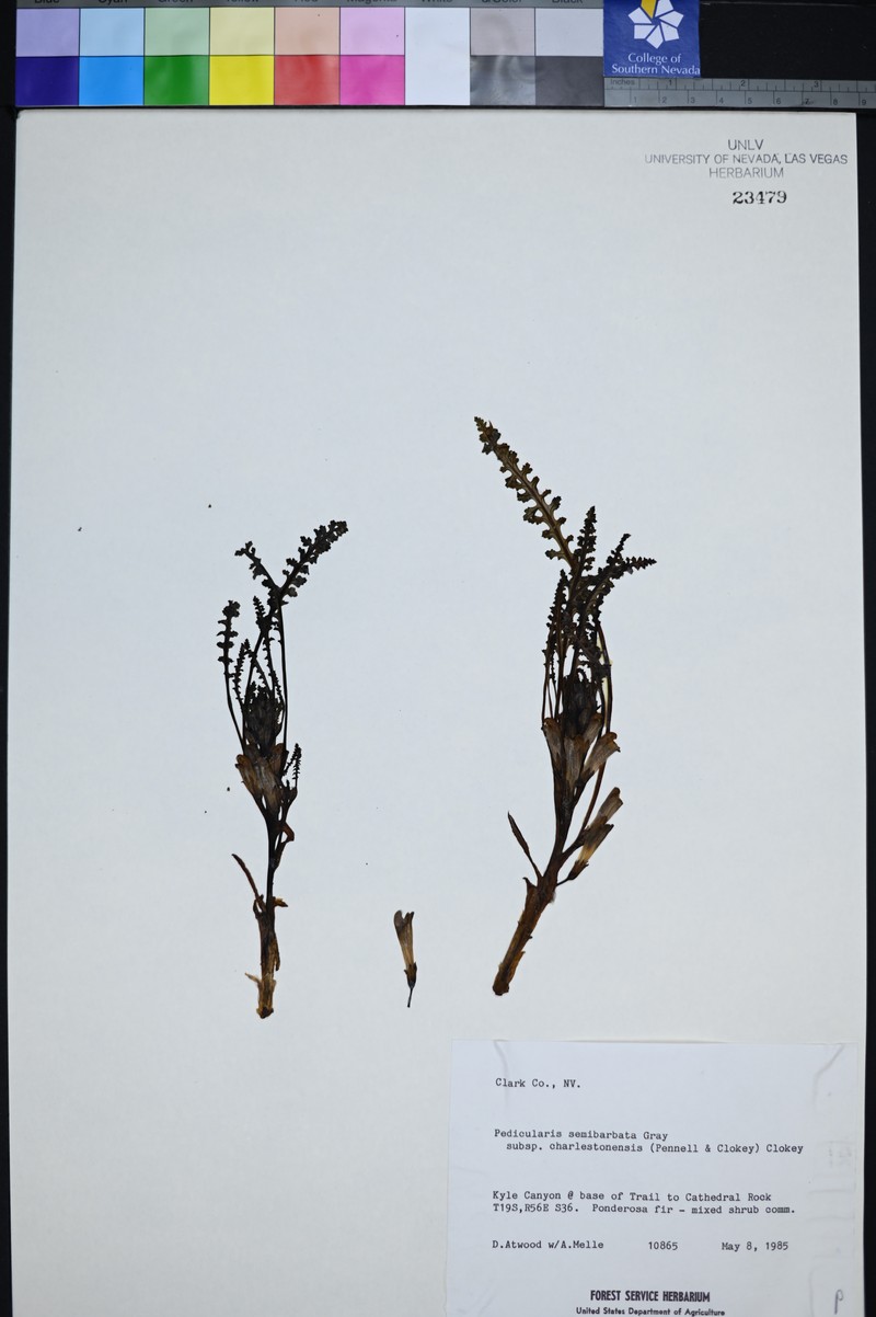 Pedicularis semibarbata subsp. charlestonensis photo 3